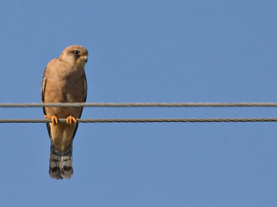 Roodpootvalk; Red-footed Falcon