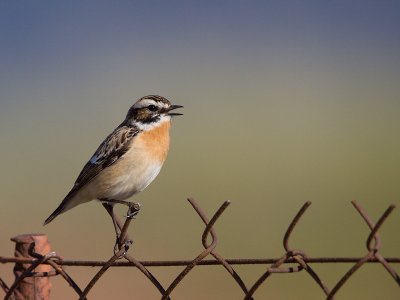 Paapje; Whinchat