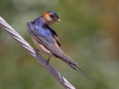 Roodstuitzwaluw; Red-rumped Swallow