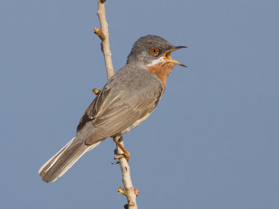 Baardgrasmus; Subalpine Warbler