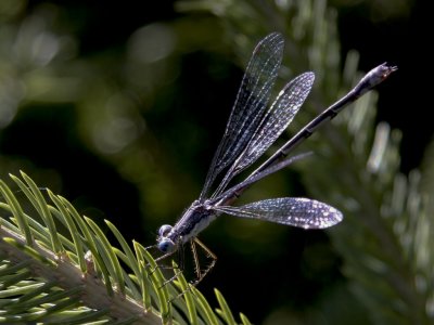 Demoiselle
