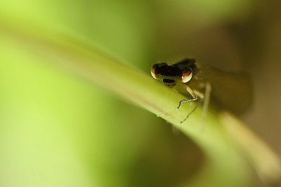 Demoiselle mfiante...