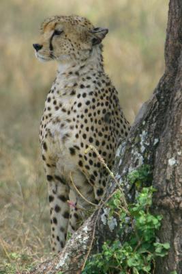 Serengeti National Park