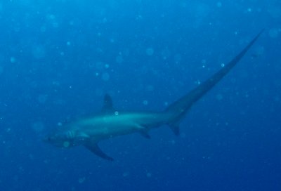 Thresher Shark - Malapascua, Philippines