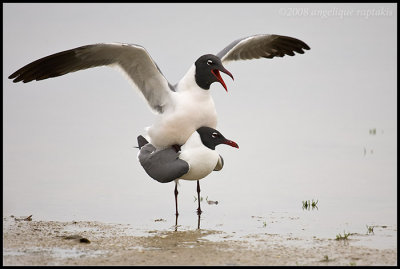 _ADR7353 gulls wf.jpg