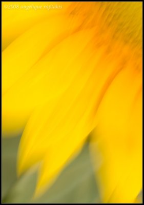_MG_8823 sunflower cewf.jpg