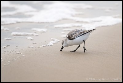 _MG_0772 sanderling wf.jpg