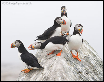 _ADR1867 puffin colony 11x14 wf.jpg