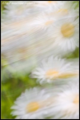 _ADR1505 windy daisies wf.jpg