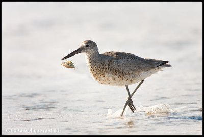 _ADR4468 willet cwf.jpg