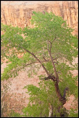 _ADR6762 canyon tree wf.jpg