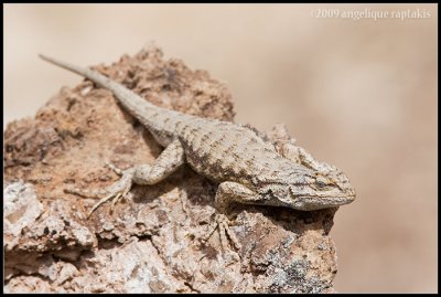 _MG_3631 lizard rock cwf.jpg