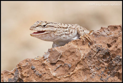 _MG_3811 lizard wf.jpg