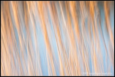 _ADR0475 grasses wf.jpg