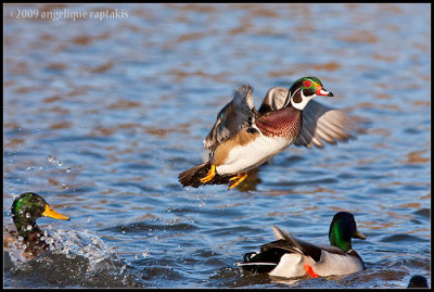 _ADR0899 wood duck flight wf.jpg