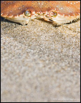 _ADR0517 crab 11x14 wf.jpg