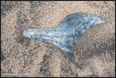 _ADR2656 dolphin shell wf.jpg