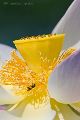 _ADR6790 lotus bee w.jpg