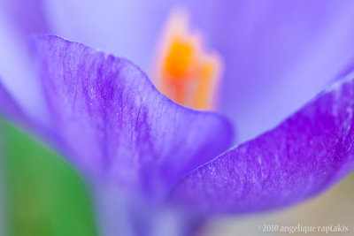 _ADR7954 crocus w.jpg