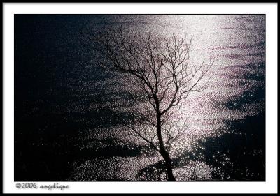 CRW_1581 tree water wf.jpg