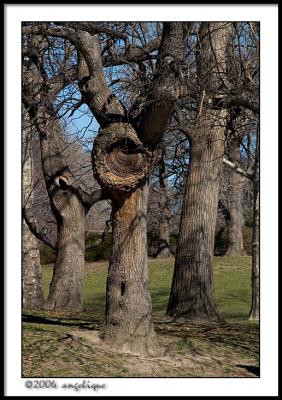 CRW_2027 burl wf.jpg