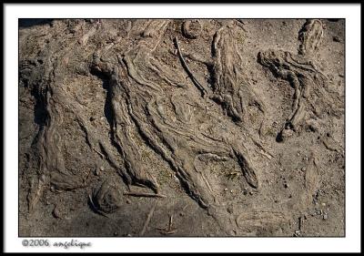 CRW_2084 root people wf.jpg