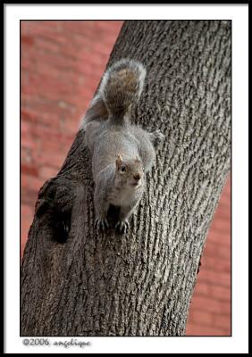 CRW_2404 squirrel wf.jpg