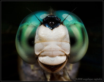 _MG_5138 dragonfly cwP.jpg