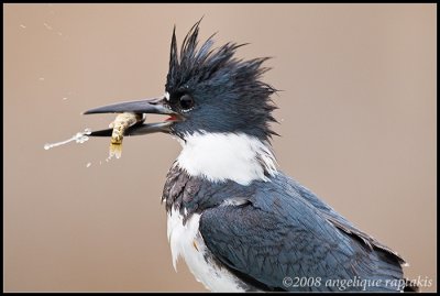 _MG_4662 kingfisher wf.jpg