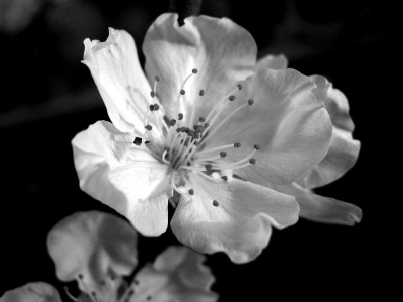 Prunus blossom