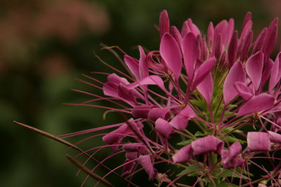 Cleome