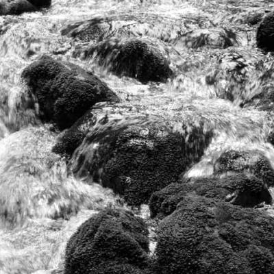 g3/25/147025/3/54557339.polenII022copy.jpg