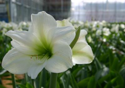 Greenhouse with Amarillus