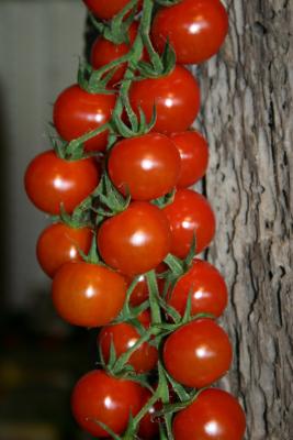 New tomatos