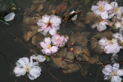 Spring and wind