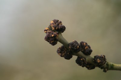 Fraxinus excelsior