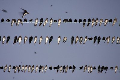 purplemartins8942-2a.jpg