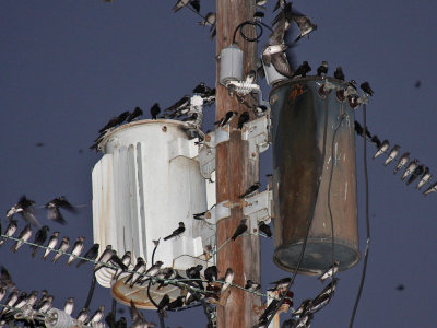 purplemartins8949a.jpg