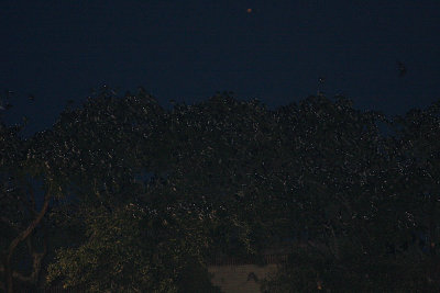 martins-roosting9697.jpg