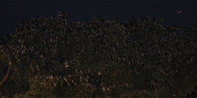 martins-roosting9701.jpg