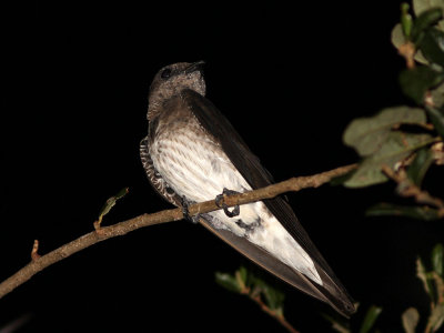 purplemartin9759a.jpg