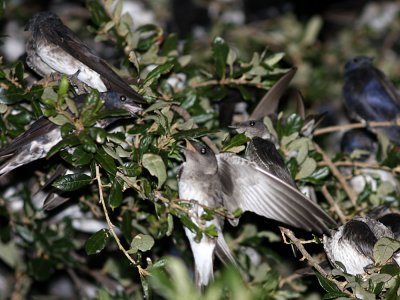 purplemartin9760a.jpg