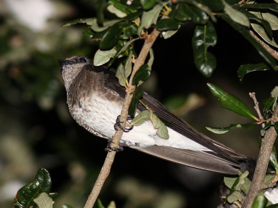 purplemartin9761a.jpg