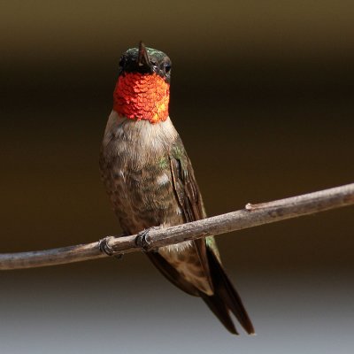 hummingbird-rubythroated8770a.jpg