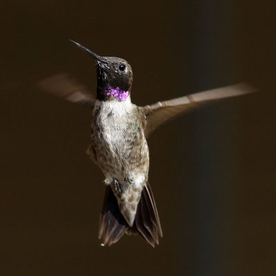 hummingbird-blackchinned8817o.jpg