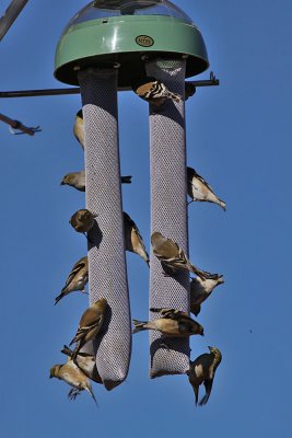 goldfinch2386.jpg