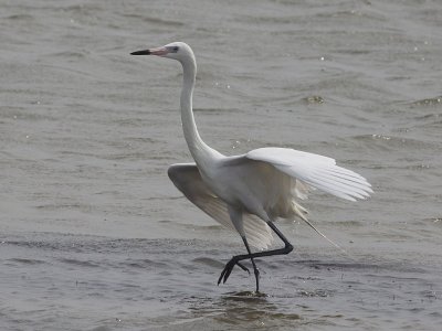 egret-reddish6531.jpg