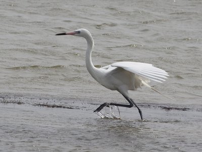 egret-reddish6539.jpg