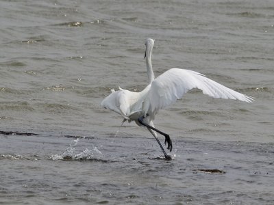 egret-reddish6541.jpg