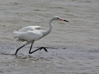 egret-reddish6547.jpg